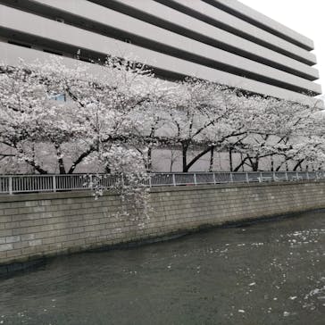 東京ウォータウェイズに投稿された画像（2024/4/8）