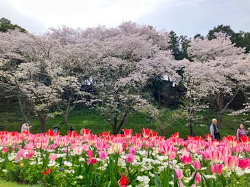 浜名湖花博2024に投稿された画像（2024/4/8）