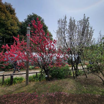 浜名湖花博2024に投稿された画像（2024/4/8）