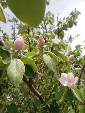 浜名湖花博2024に投稿された画像（2024/4/8）