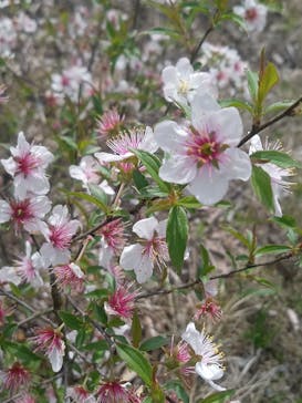 浜名湖花博2024に投稿された画像（2024/4/8）