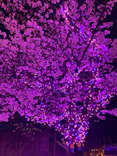 ひらかたパークに投稿された画像（2024/4/8）