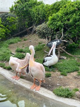 鴨川シーワールドに投稿された画像（2024/4/8）