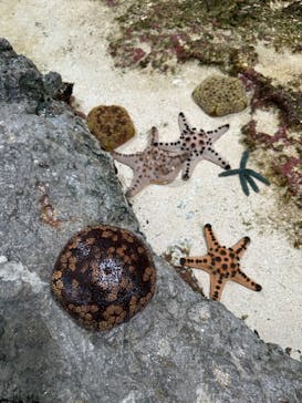 鴨川シーワールドに投稿された画像（2024/4/8）