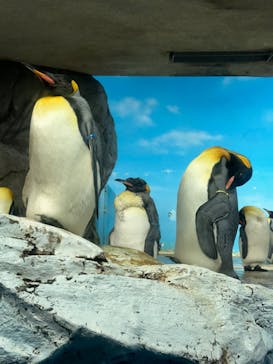 鴨川シーワールドに投稿された画像（2024/4/8）