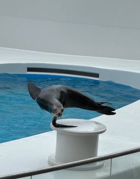 鴨川シーワールドに投稿された画像（2024/4/8）