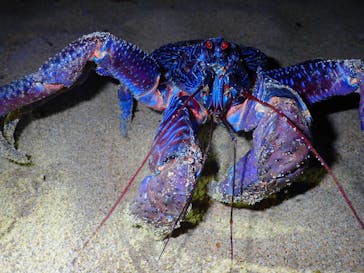 石垣島 ADVENTURE PiPi（イシガキジマアドベンチャーピピ）に投稿された画像（2024/4/8）