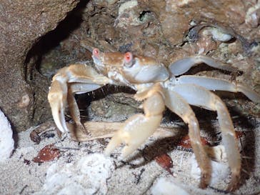 石垣島 ADVENTURE PiPi（イシガキジマアドベンチャーピピ）に投稿された画像（2024/4/8）