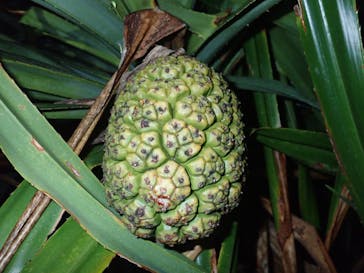 石垣島 ADVENTURE PiPi（イシガキジマアドベンチャーピピ）に投稿された画像（2024/4/8）