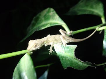 石垣島 ADVENTURE PiPi（イシガキジマアドベンチャーピピ）に投稿された画像（2024/4/8）