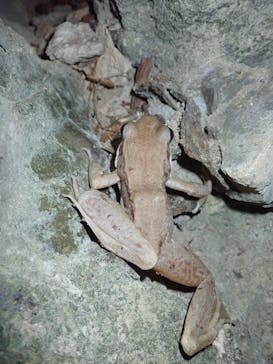 石垣島 ADVENTURE PiPi（イシガキジマアドベンチャーピピ）に投稿された画像（2024/4/8）