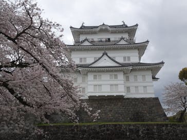 小田原城に投稿された画像（2024/4/8）