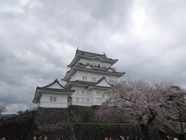 小田原城に投稿された画像（2024/4/8）