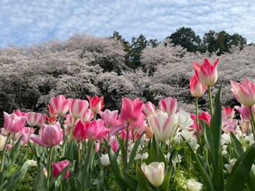 浜名湖花博2024に投稿された画像（2024/4/8）