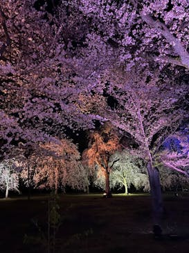 NAKED桜まつり 2024 世界遺産・二条城に投稿された画像（2024/4/8）