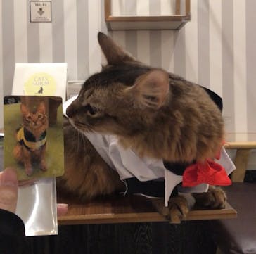 猫カフェモカ　アルシェ大宮店に投稿された画像（2024/4/8）