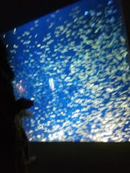 大分マリーンパレス水族館 「うみたまご」に投稿された画像（2024/4/8）