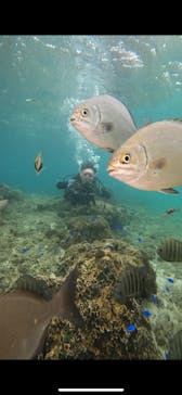 武藤潜水に投稿された画像（2024/4/9）