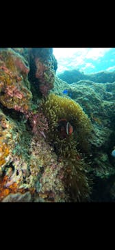 武藤潜水に投稿された画像（2024/4/9）