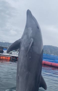 ドルフィンファンタジーに投稿された画像（2024/4/9）