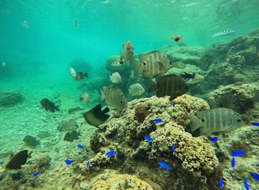 武藤潜水に投稿された画像（2024/4/9）