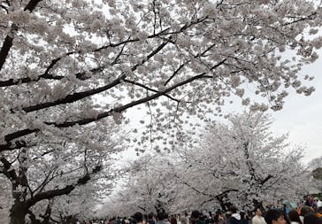 万博記念公園に投稿された画像（2024/4/8）