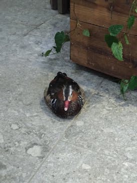 NIFREL（ニフレル）に投稿された画像（2024/4/9）