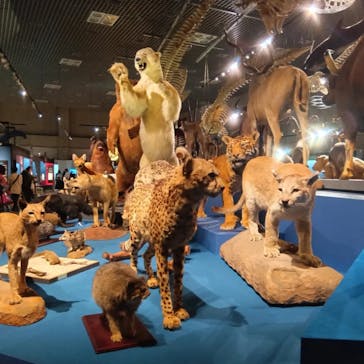 特別展「大哺乳類展３－わけてつなげて大行進」に投稿された画像（2024/4/9）