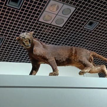 特別展「大哺乳類展３－わけてつなげて大行進」に投稿された画像（2024/4/9）