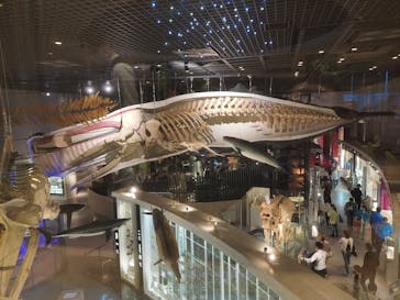 特別展「大哺乳類展３－わけてつなげて大行進」に投稿された画像（2024/4/9）