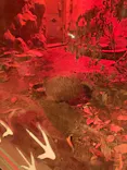 天王寺動物園に投稿された画像（2024/4/9）