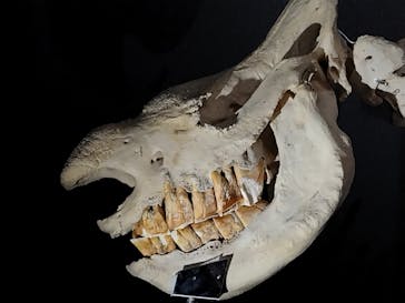 特別展「大哺乳類展３－わけてつなげて大行進」に投稿された画像（2024/4/9）