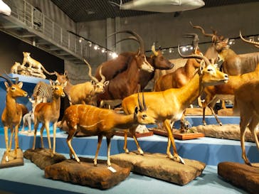 特別展「大哺乳類展３－わけてつなげて大行進」に投稿された画像（2024/4/9）