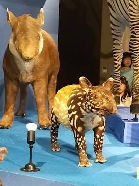 特別展「大哺乳類展３－わけてつなげて大行進」に投稿された画像（2024/4/9）