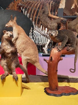 特別展「大哺乳類展３－わけてつなげて大行進」に投稿された画像（2024/4/9）