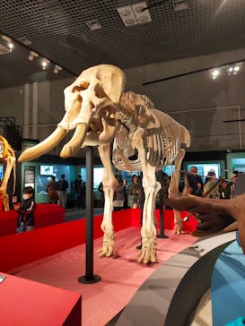 特別展「大哺乳類展３－わけてつなげて大行進」に投稿された画像（2024/4/9）