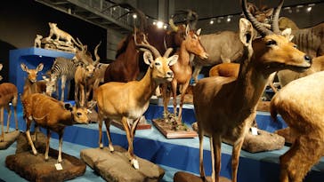 特別展「大哺乳類展３－わけてつなげて大行進」に投稿された画像（2024/4/9）