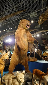 特別展「大哺乳類展３－わけてつなげて大行進」に投稿された画像（2024/4/9）