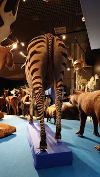 特別展「大哺乳類展３－わけてつなげて大行進」に投稿された画像（2024/4/9）