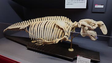 特別展「大哺乳類展３－わけてつなげて大行進」に投稿された画像（2024/4/9）