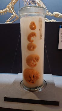 特別展「大哺乳類展３－わけてつなげて大行進」に投稿された画像（2024/4/9）