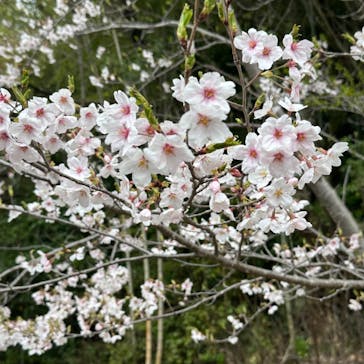 ニジゲンノモリに投稿された画像（2024/4/9）