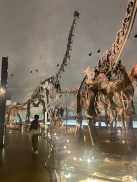 福井県立恐竜博物館に投稿された画像（2024/4/9）