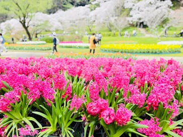 浜名湖花博2024に投稿された画像（2024/4/9）