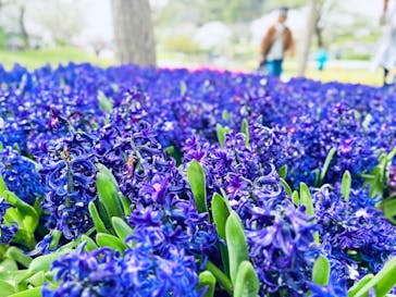 浜名湖花博2024に投稿された画像（2024/4/9）