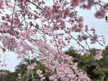 浜名湖花博2024に投稿された画像（2024/4/9）