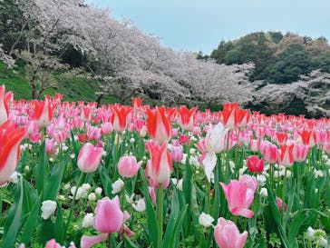浜名湖花博2024に投稿された画像（2024/4/9）