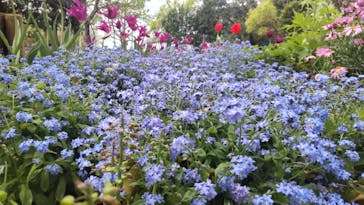 浜名湖花博2024に投稿された画像（2024/4/9）