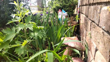 浜名湖花博2024に投稿された画像（2024/4/9）