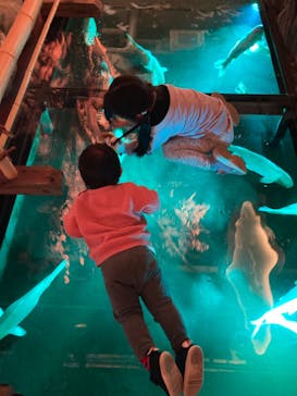 AQUARIUM × ART　atoaに投稿された画像（2024/4/9）